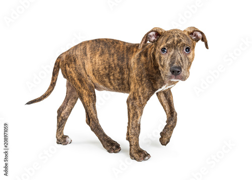 Brindle Terrier Puppy Walking Side © adogslifephoto