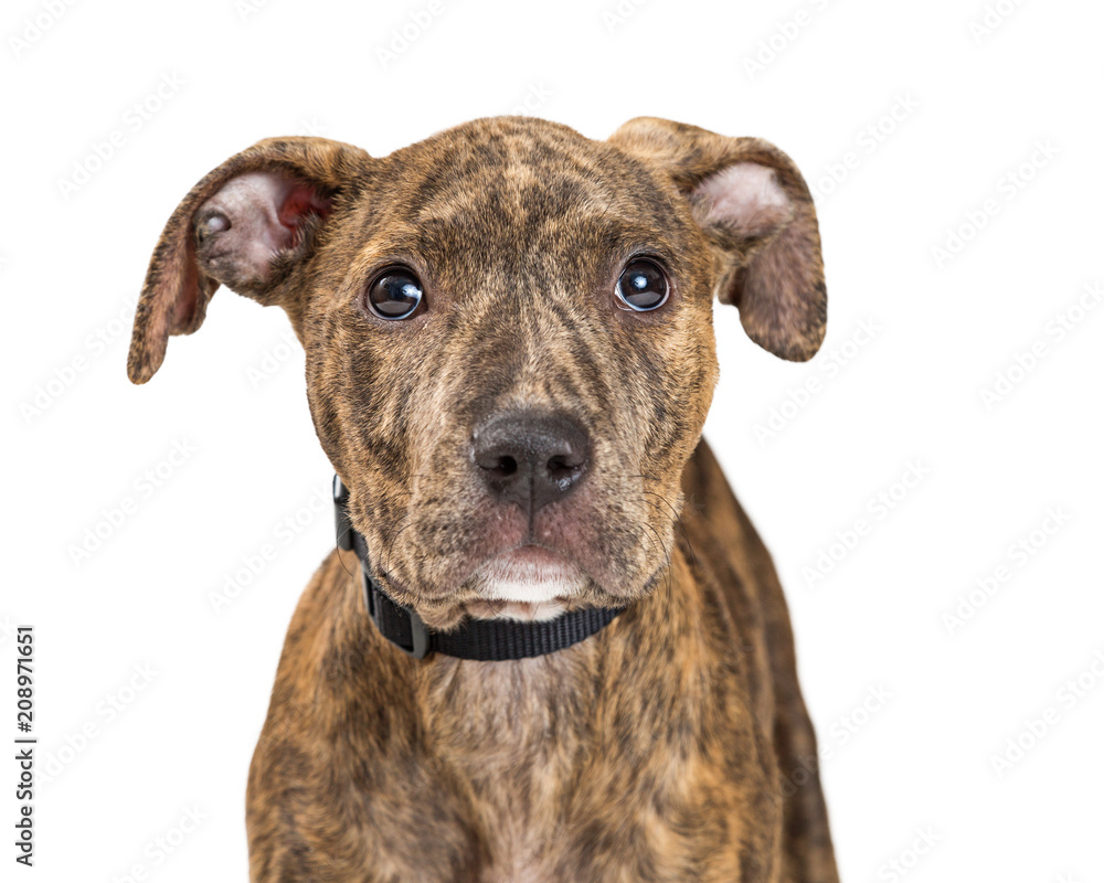 Closeup Cute Shy Brindle Terrier Puppy