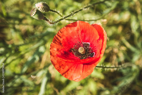 Fototapeta Naklejka Na Ścianę i Meble -  Poppy flower blooming in a meadow
