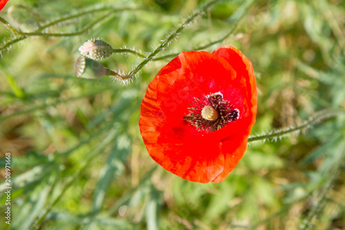 Fototapeta Naklejka Na Ścianę i Meble -  Poppy flower blooming in a meadow