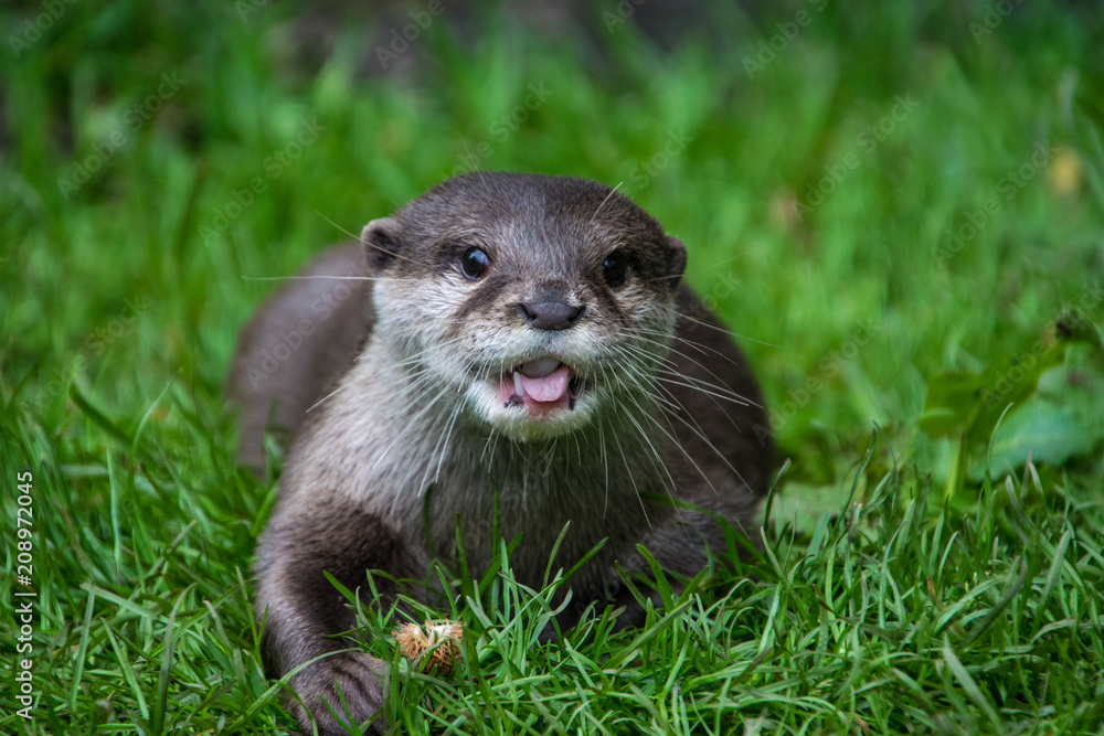 Young otter walking on the grass and looking at the spectator Young otter walking on the grass and looking at the spectator