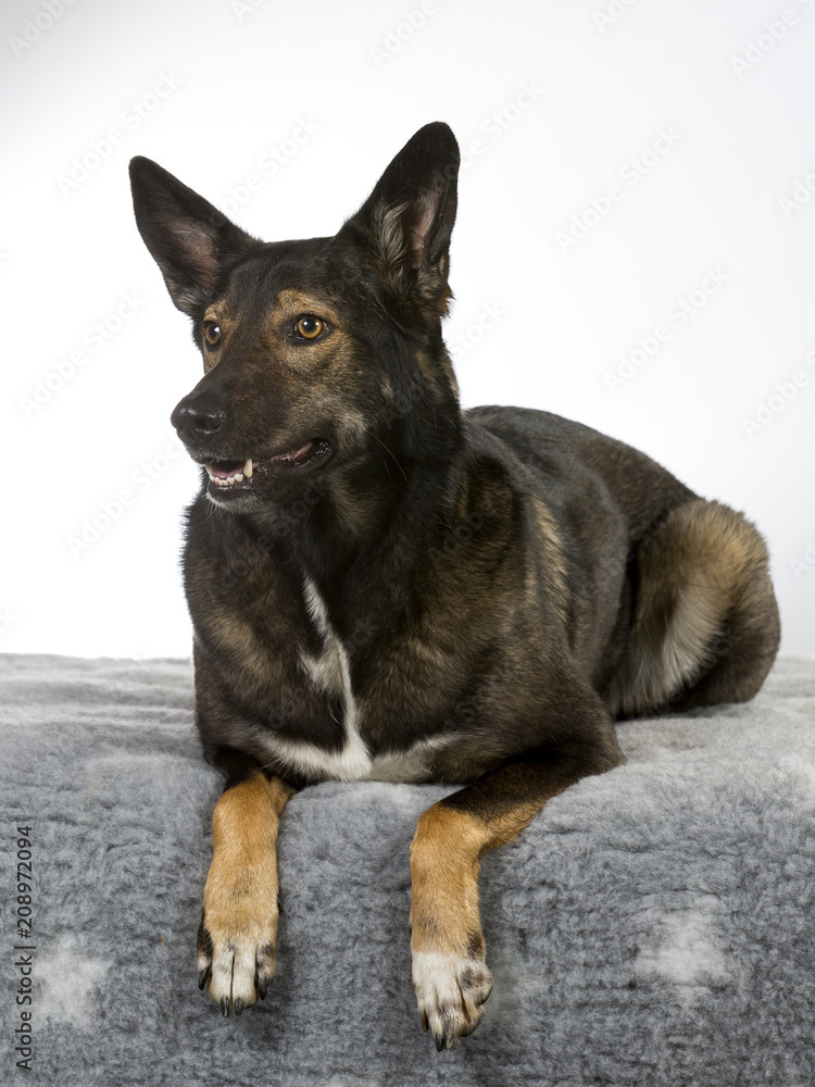 Big dog laying on the carpet. Isolated on white.