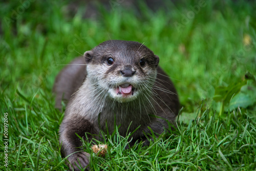 Young otter walking on the grass and looking at the spectator