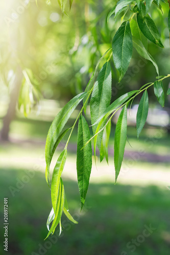 Branch of willow with beautiful green leaves growing in the park