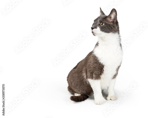 Fototapeta Naklejka Na Ścianę i Meble -  Gray and white cat sitting looking to side