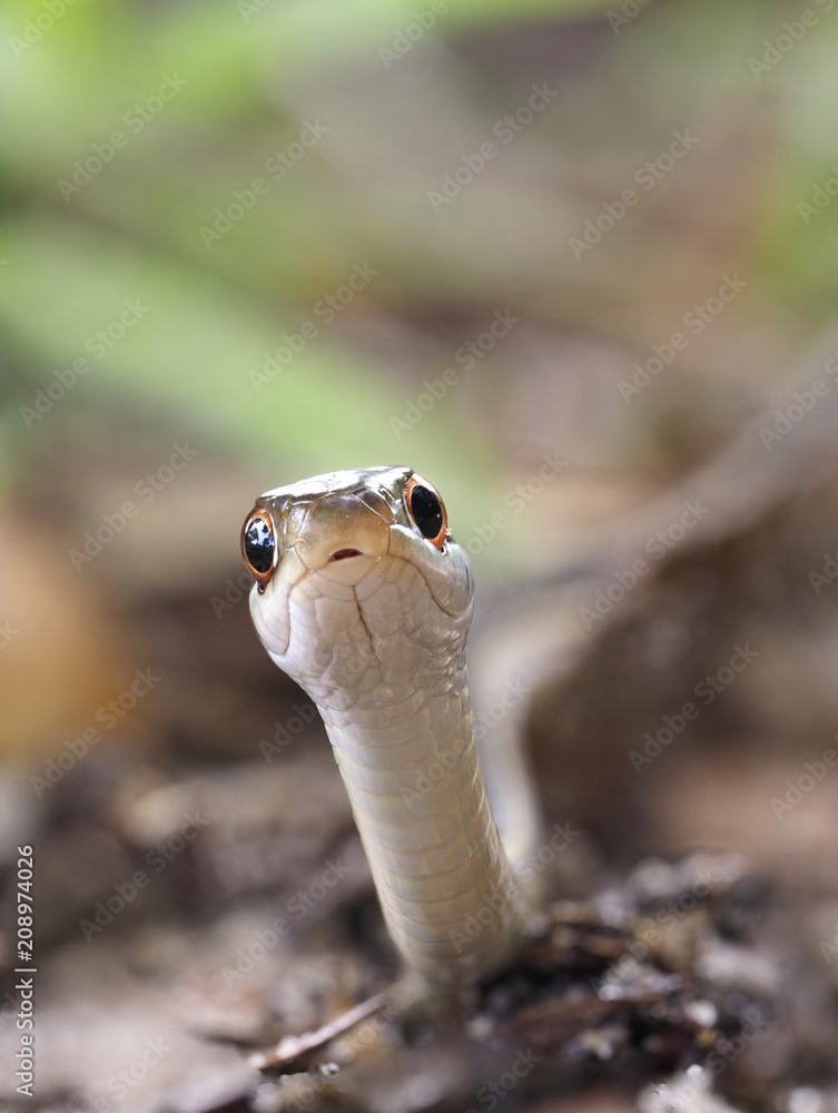 Naklejka premium Extreme Closeup Focus Stacked Image of a Eastern Ribbon Snake