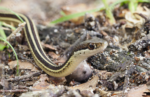 Closeup Focus Stacked Image of an Eastern Ribbon Snake Crawling Past You © sdbower