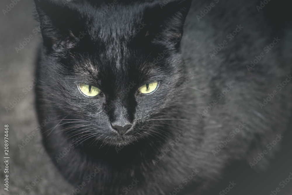 Close up image of a domestic black cat sitting.