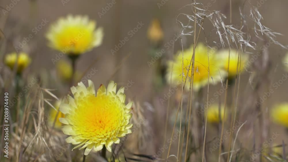 California Poppies Desert Dandelions Insects California Poppies Desert Dandelions Insects