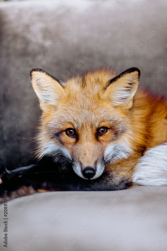 Handy red fox on the armchair. the look of the animal into the camera. the wild beast lies. Handy red fox on the armchair. the look of the animal into the camera. the wild beast lies.
