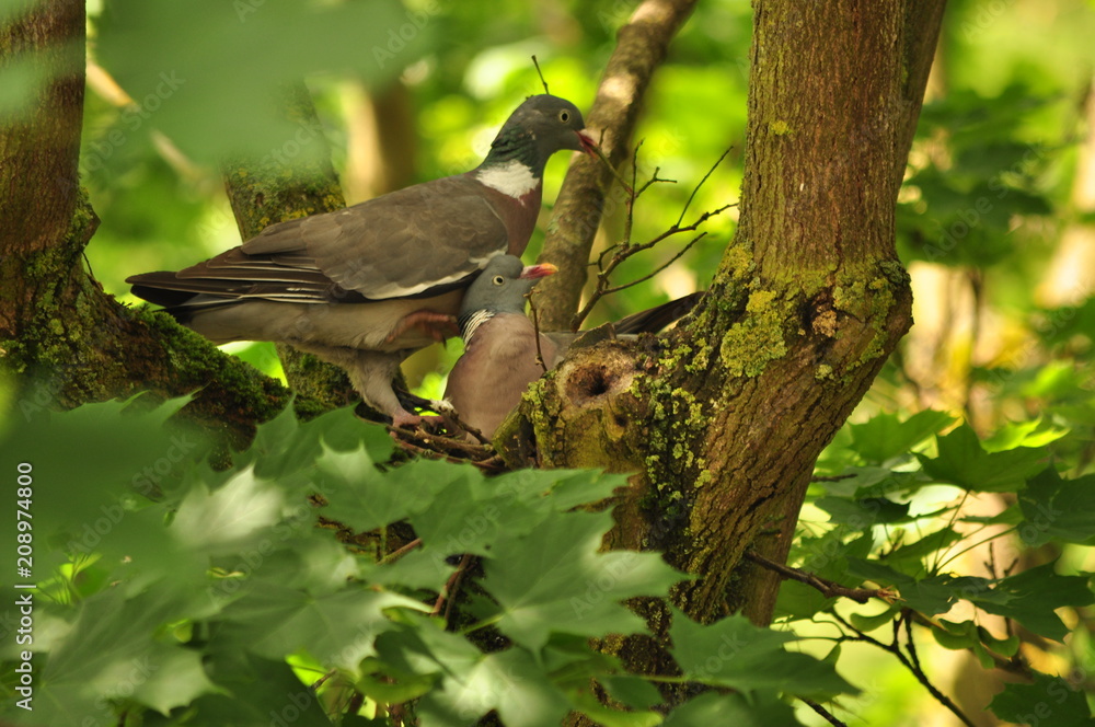 Fototapeta premium pigeon ramier 