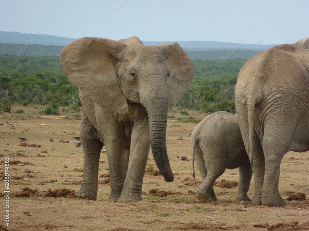 Fototapeta premium South Africa, Addo National Park - P1080909