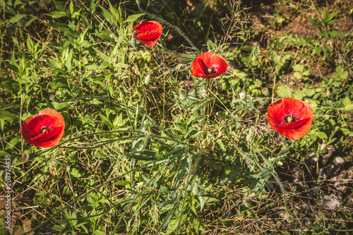 Fototapeta Naklejka Na Ścianę i Meble -  Poppy flower blooming in a meadow