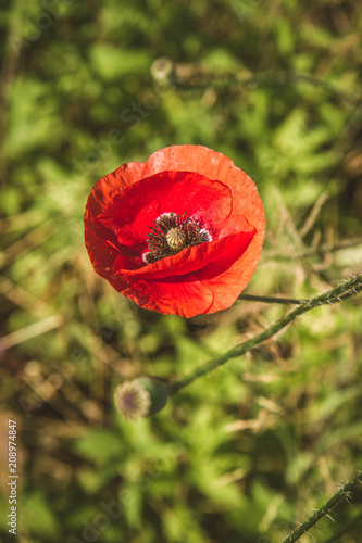 Fototapeta Naklejka Na Ścianę i Meble -  Poppy flower blooming in a meadow