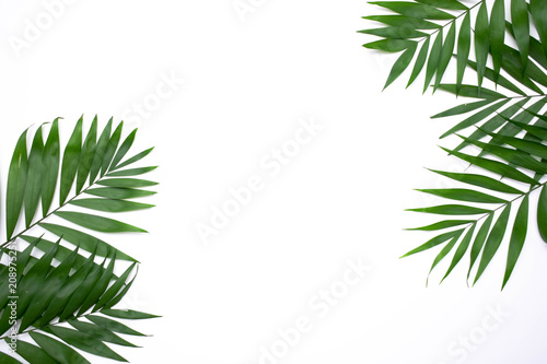 Green palm leafs isolated on white background