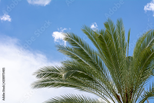 palm leaves on blue sky background