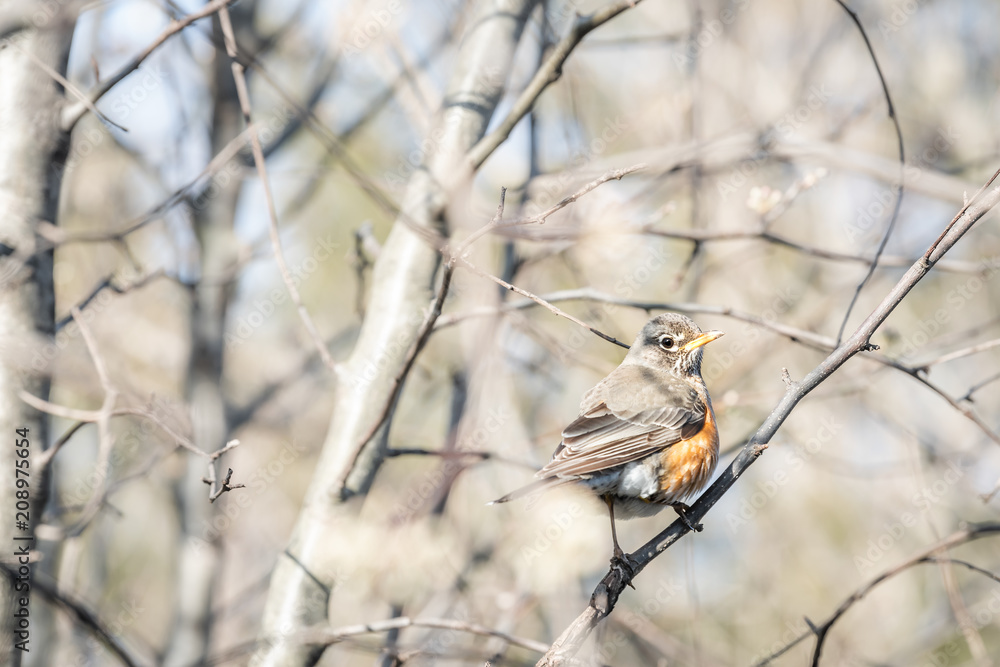 One small robin closeup bird sitting perched on tree branch during sunny spring in sunlight warm colorful in Virginia