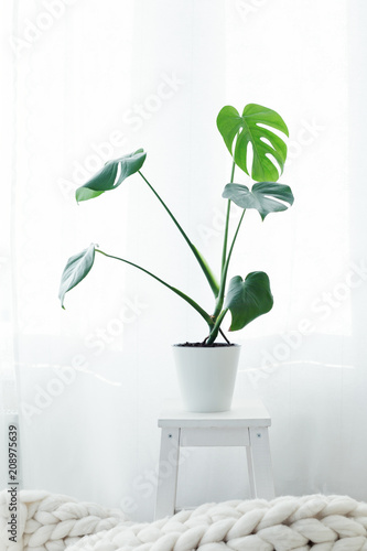 Monstera palm in living room   scandinavian style minimalism