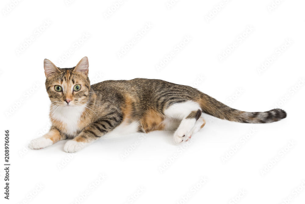 Pretty Young Cat Lying to Side Looking Forward