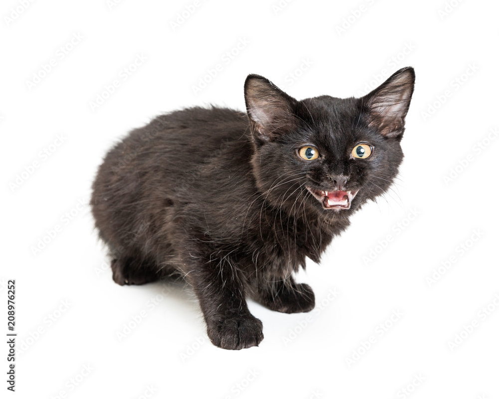 Scared Black Kitten Hissing