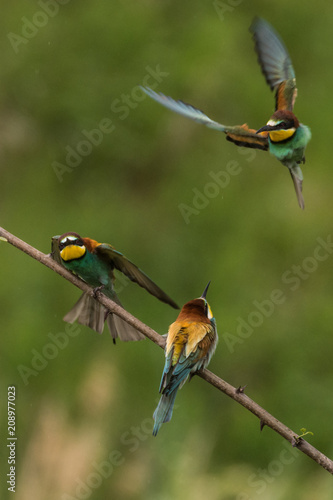 bee-eaters, Merops apiaster, sits on a branch, Bienenfresser