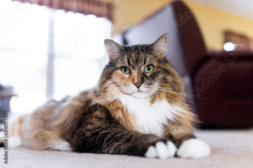 Cute maine coon calico cat closeup inside home lying down on carpet floor indoor house living room by couch sofa