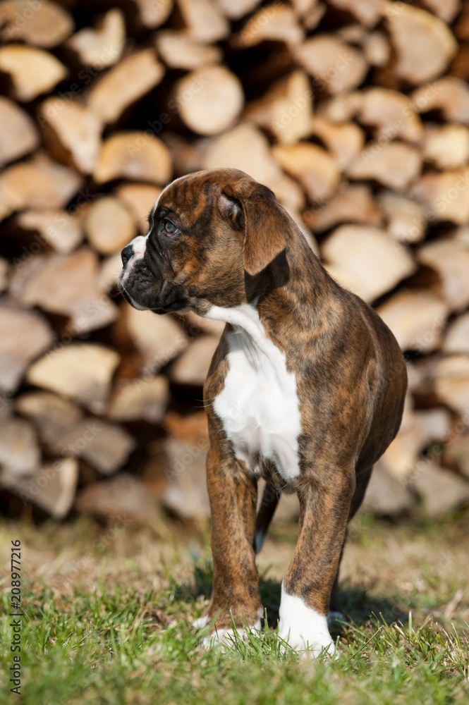 Stehender Boxerwelpe vor einem Holzstapel Stehender Boxerwelpe vor einem Holzstapel