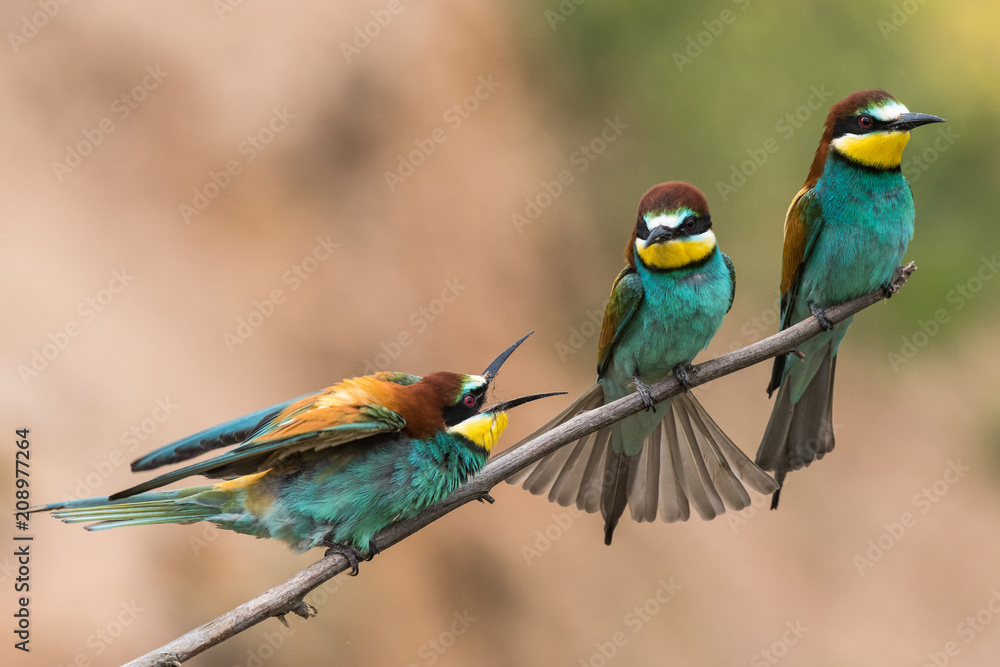 Fototapeta premium bee-eaters, Merops apiaster, sits on a branch, Bienenfresser