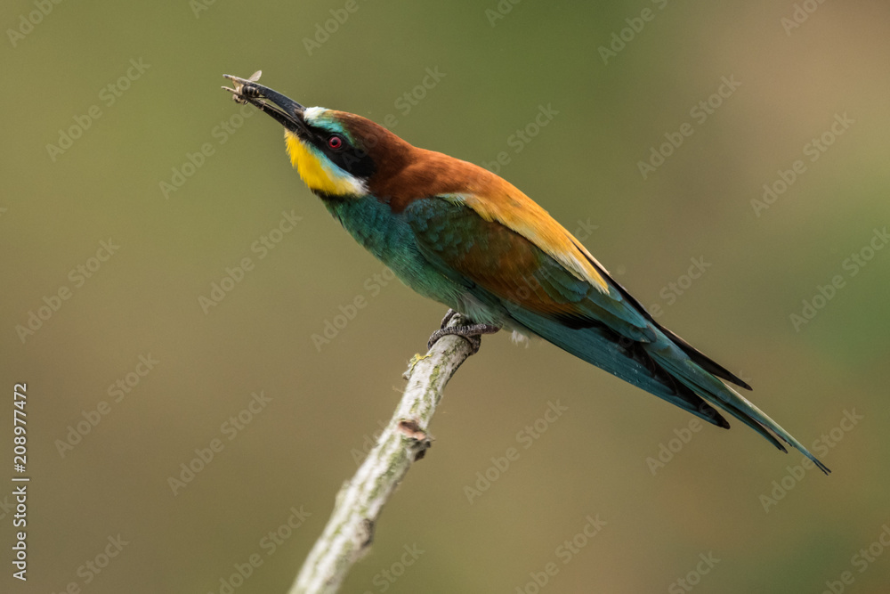 Fototapeta premium bee-eaters, Merops apiaster, sits on a branch, Bienenfresser