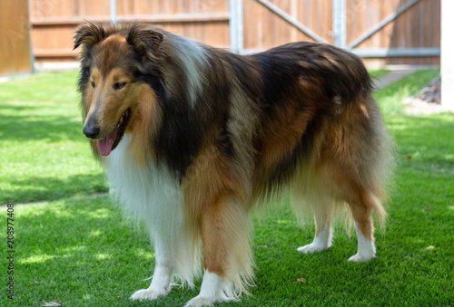 Dark-sable Langhaar-Collie-Rüde