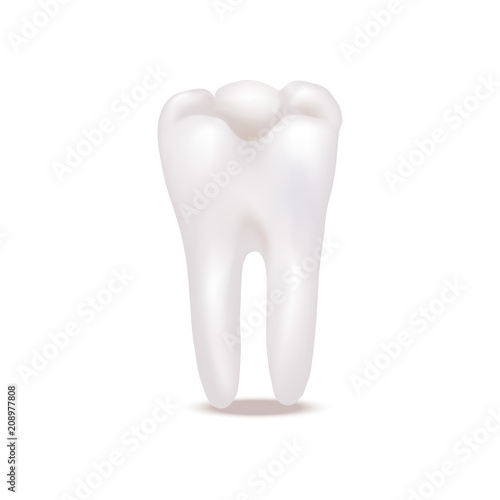 Fototapeta Naklejka Na Ścianę i Meble -  Realistic Detailed 3d White Healthy Teeth. Vector