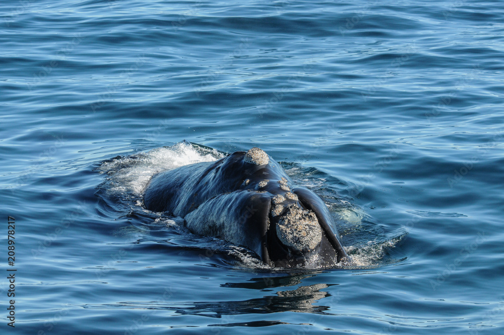 Fototapeta premium Delfines y Ballena
