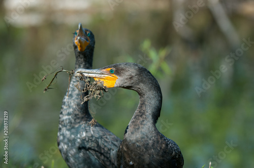 Fotografie Double-crested cormorant showing courtship behavior with nestmaterial