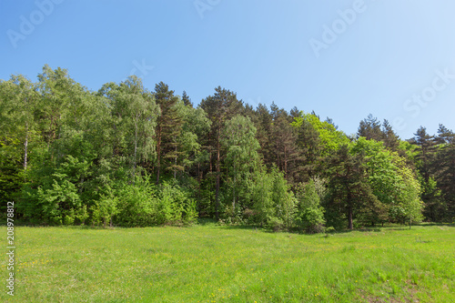 Trees, meadow and sky
