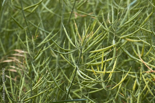 Rapeseed plant closeup