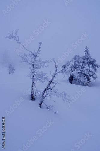 Norefjell / Norway: Bizarre trees in the mystic winter landscape in the fjell region on a foggy day in February