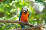 Beautiful macaw sitting on a branch with a funny expression in Costa Rica