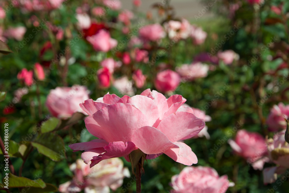 beautiful pink roses in the city park, Belgorod, Russia