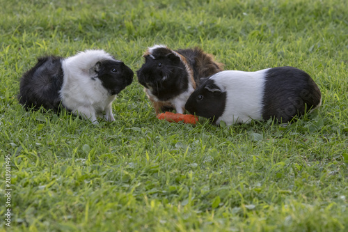 Guinea pigs eating a carrot