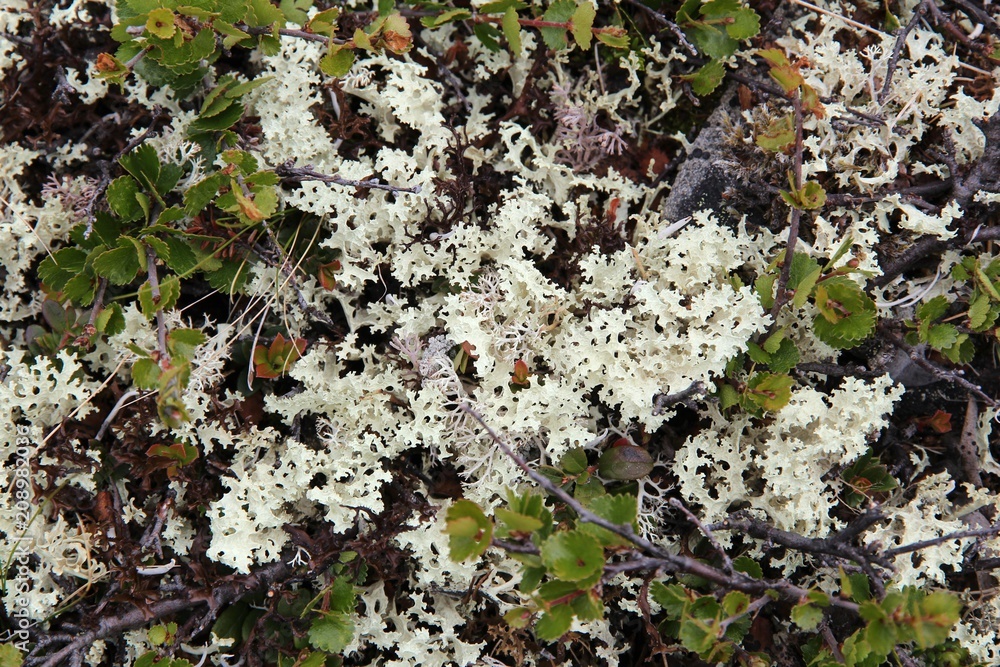 Cladonia rangiferina Cladonia rangiferina