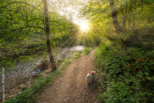 Fototapeta las i leśna ścieżka z psem o wschodzie słońca 