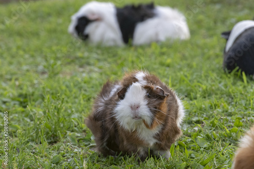 guinea pigs