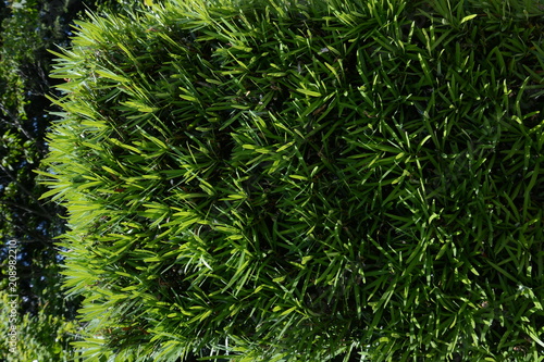 Hedge of the Yew plum pine