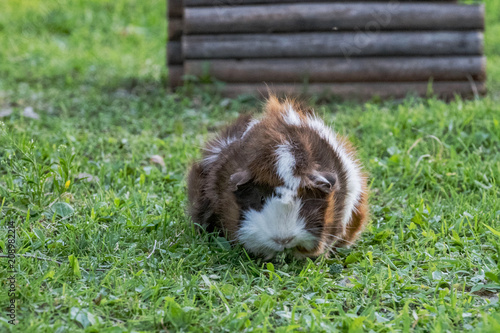 brown and white guinea pig