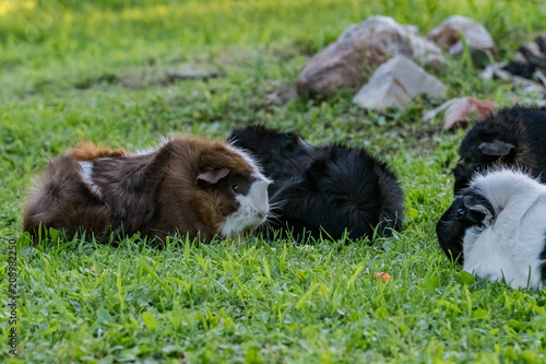 Guinea pigs