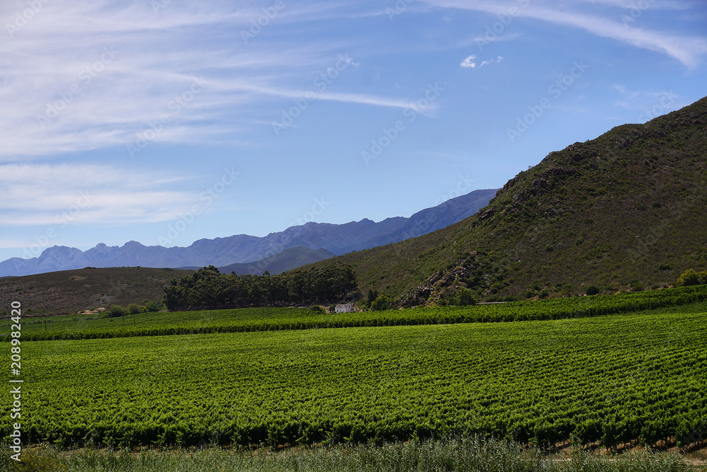 Vineyard landscape Cape Town Wine Route south africa