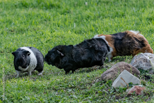 Black guinea pig