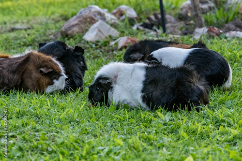 guinea pig family