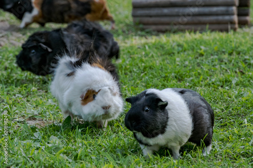 Guinea pigs