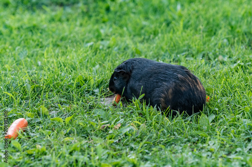 black guinea pig eating grass